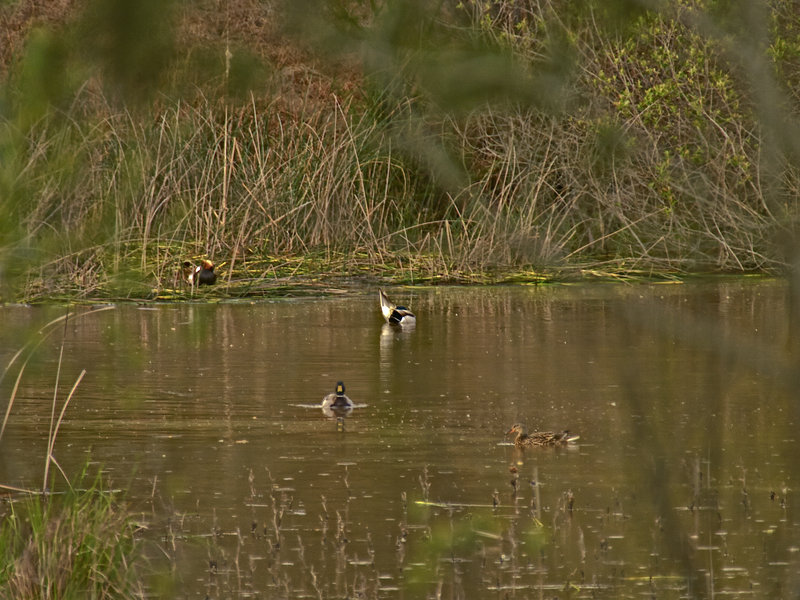 Duck, Donana